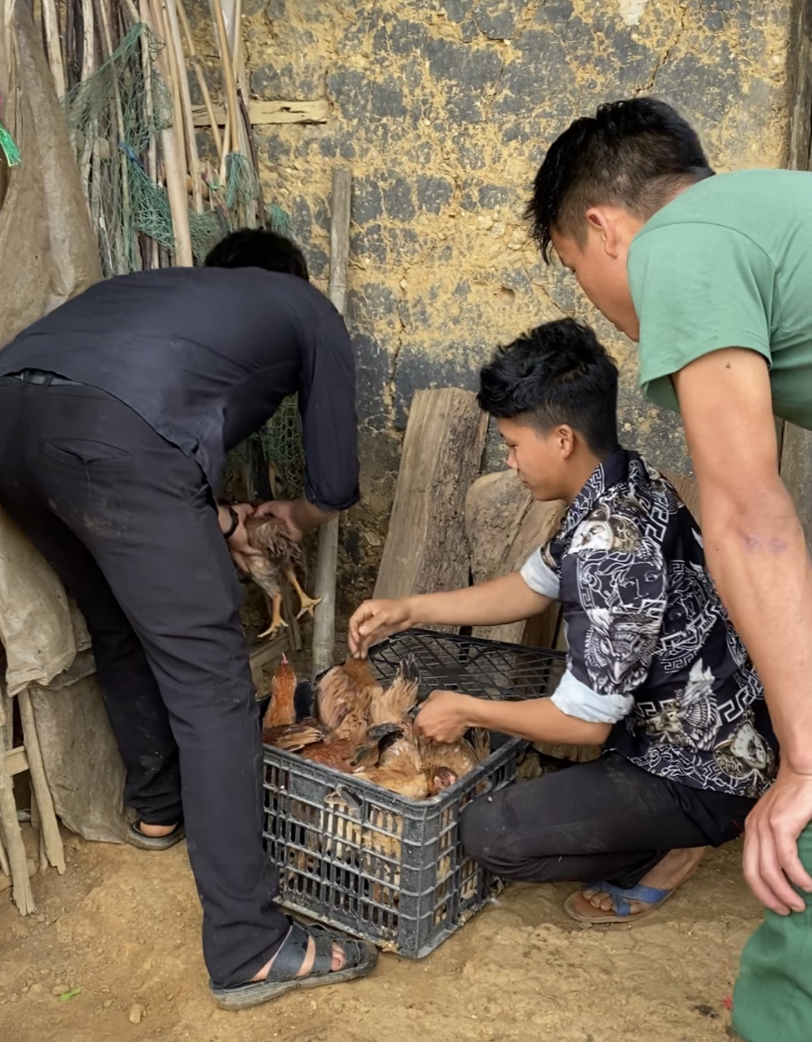 Hình 2: Cán bộ và thanh niên hỗ trợ thả gà vào chuồng cho hộ gia đình